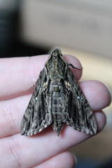 Lintneria eremitus