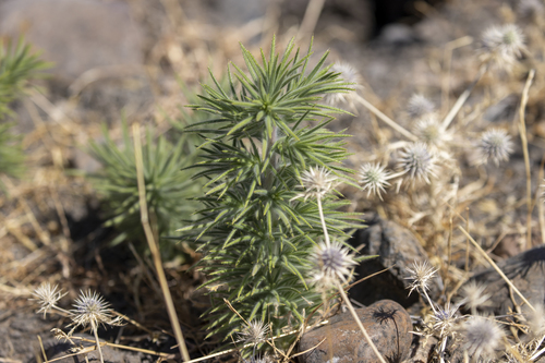 iNaturalist observation photo of Spikeweeds