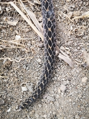 Crotalus polystictus