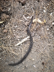 Crotalus polystictus