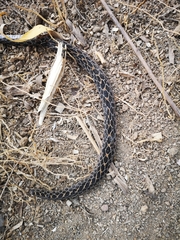 Crotalus polystictus