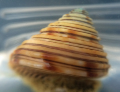 Calliostoma canaliculatum