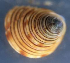 Calliostoma canaliculatum