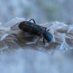 Trichodes leucopsideus