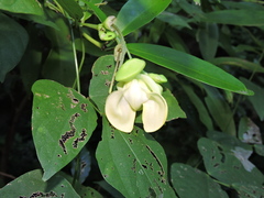 Fabaceae