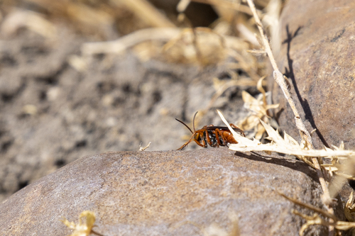 iNaturalist observation photo of Western Red-tailed Spider Wasp