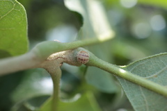 Kermesidae