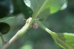 Kermesidae
