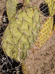 Opuntia engelmannii flavispina