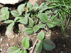 Macroptilium gibbosifolium