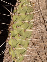 Opuntia engelmannii flavispina