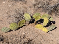 Opuntia engelmannii flavispina