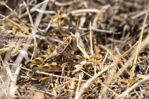 iNaturalist observation photo of Valley Grasshopper