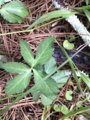 Sanicula smallii