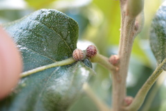 Kermesidae