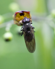 Cheilosia variabilis