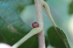 Kermesidae