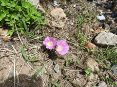 Ipomoea hartwegii