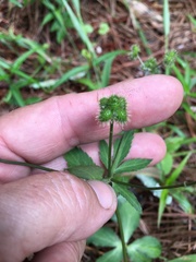 Sanicula smallii