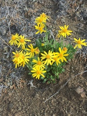 Packera ogotorukensis