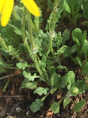 Packera ogotorukensis