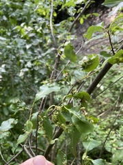 Eriophyes cerasicrumena