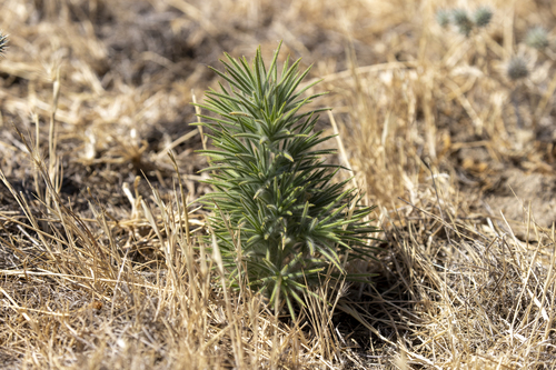 iNaturalist observation photo of Spikeweeds