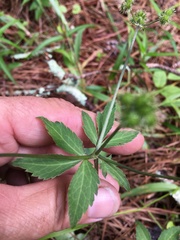 Sanicula smallii