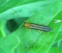 Oberea tripunctata