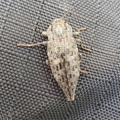 Chrysochroinae