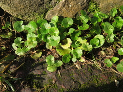 Hydrocotyle bonplandii