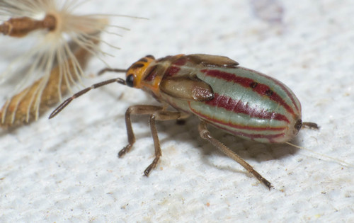 Torvochrimnus poeyi
