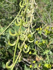 Astragalus falcatus