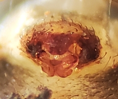 Microneta viaria