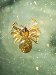 Microneta viaria