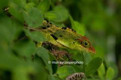 Anolis fraseri