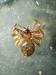 Microneta viaria