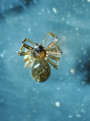 Microneta viaria