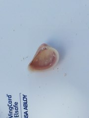 Anomalocardia cuneimeris