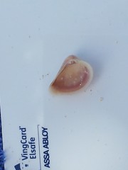 Anomalocardia cuneimeris