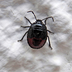 Canthophorus