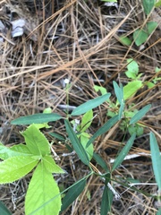 Euphorbia curtisii