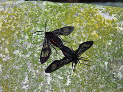 Lepidoptera