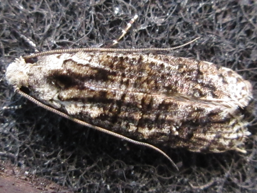 Gerontha borea
