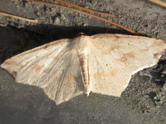 Pareclipsis gracilis