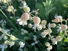 Silene vulgaris