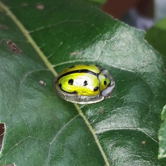 Coptocycla adamantina