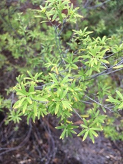 Leucopogon fasciculatus