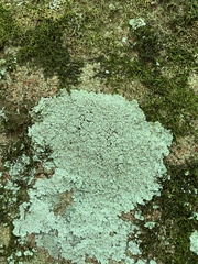 Lepraria membranacea