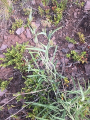 Bupleurum americanum